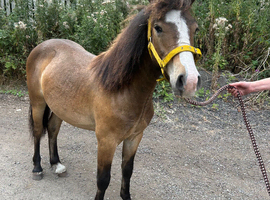 Nice well handled colt