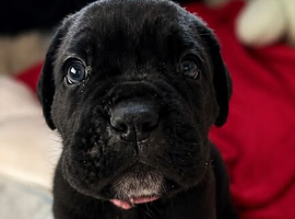 6 Canecorso puppies/ 4 male 2 female