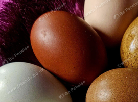 Rainbow mi of eggs - 12 with included transport from outstanding Breeds