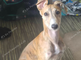 Lurcher pup for sale