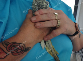 Semi hand tame cockatiel