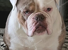 4 year old Male old English Bulldog for Sale