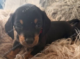 Mini Dachshund Puppy