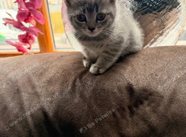 1 kittens for sale