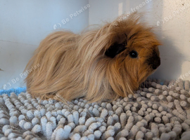 2 female guinea pigs