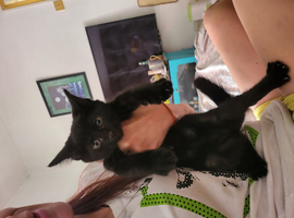 Boy black kitten