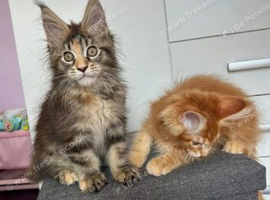 CHARMING MAINE COON TREASURES FILLED WITH LOVE
