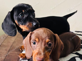 2 miniature dachshund pups left