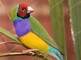 Wanted gouldian pair