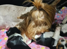 Gorgeous Yorkshire Terrier Puppies - Beautiful Coats, Adorable Faces & Loving Homes Wanted