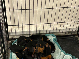 5 beautiful miniature pinches