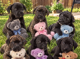 Cane corso pups