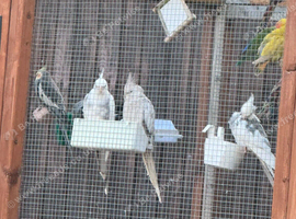 5 cockatiels & various love birds