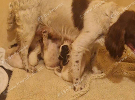 Sprocker spaniel puppies