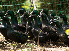 Cayuga Hatching Eggs x 6