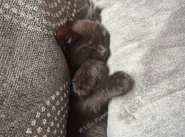 Beautiful female kitten