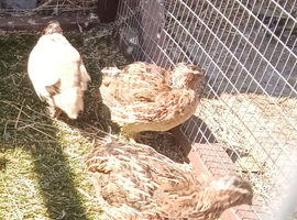 Male Quail
