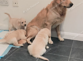 Golden retriever puppy