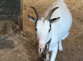Smokey the goat