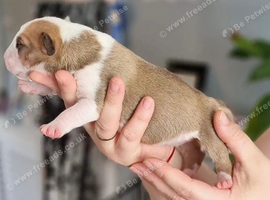 English bull terrier puppies