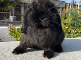 Male mini lop looking for his forever home