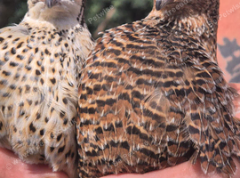 2 breeding trios of quail
