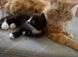 Gorgeous Siamese x Mainecoon tuxedo kitten
