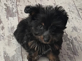 Dachshund X