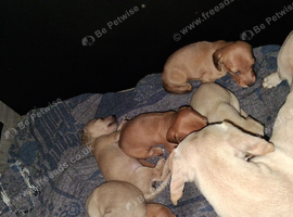 Dachshund babies