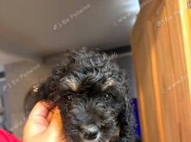 18WEEKS Female cockerpoo puppy