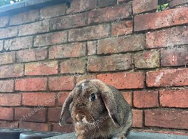 Female lop
