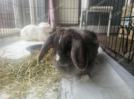 2 female rabbits