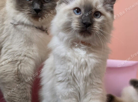 Ragdoll