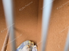 Baby Budgies for sale