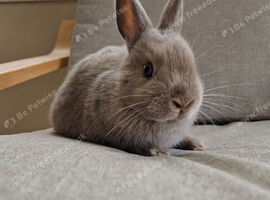 Netherland dwarf x mini lop