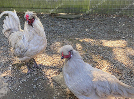 Lavender Araucana trio