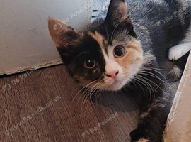 Calico female