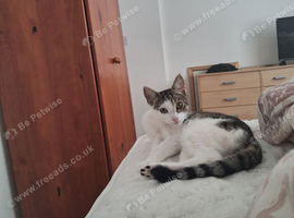 2 6month old kittens female sister
