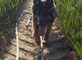 Gorgeous blue and tan German shepherd