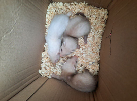 Ferret kits for sale ready to leve
