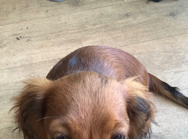 Stunning long haired dachshund puppy black and cream Only 1 left !