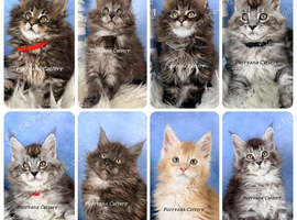TICA registration Maine coon kittens