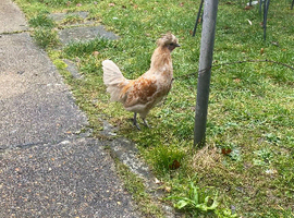 Polish rooster