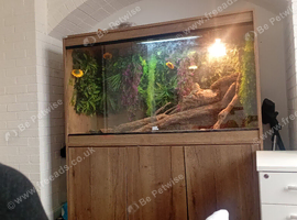 Female breaded dragon and full set up