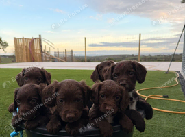 Sprocker spaniel puppies