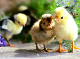 Polish Chicks