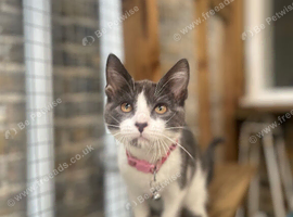 Quarter Maine coone x bengal mixed