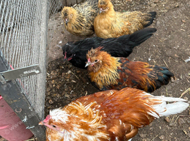 Pekin bantam/Polish/Satin Silkies males and females