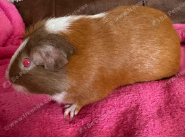 Guinea pig boar patch Tri colour