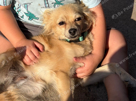Papillon x Pomeranian